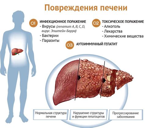 питание и печень